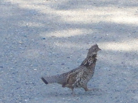 GDMBR: Grouse faking an injury to distract from its nest.